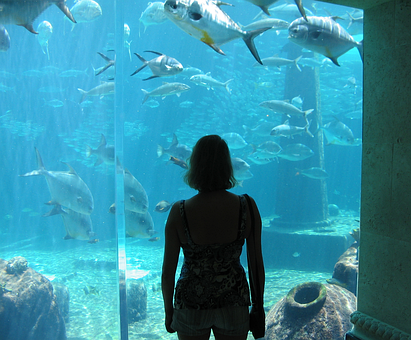 Free Aquarium Fish photo and picture