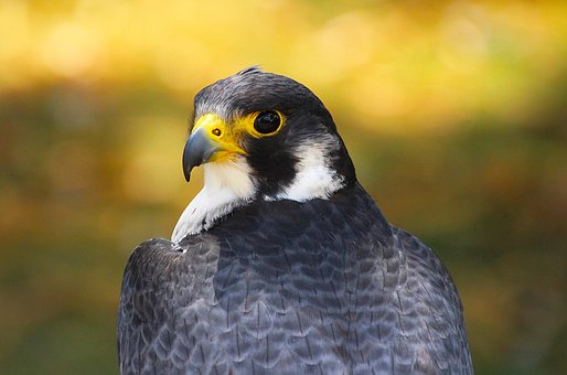 Falk, Gyrfalcon, Natur, Rovfugl, Tæt På
