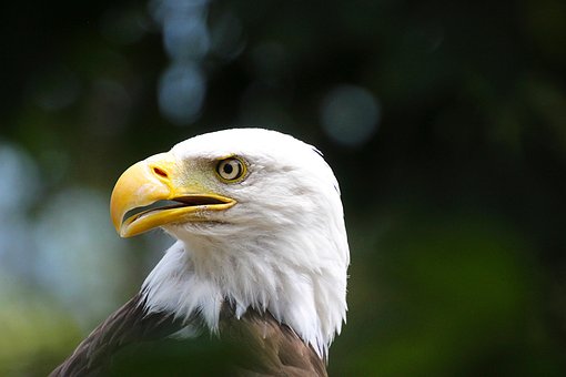 Hvidhovedet Havørn, Dyr, Rovfugl, Tæt På