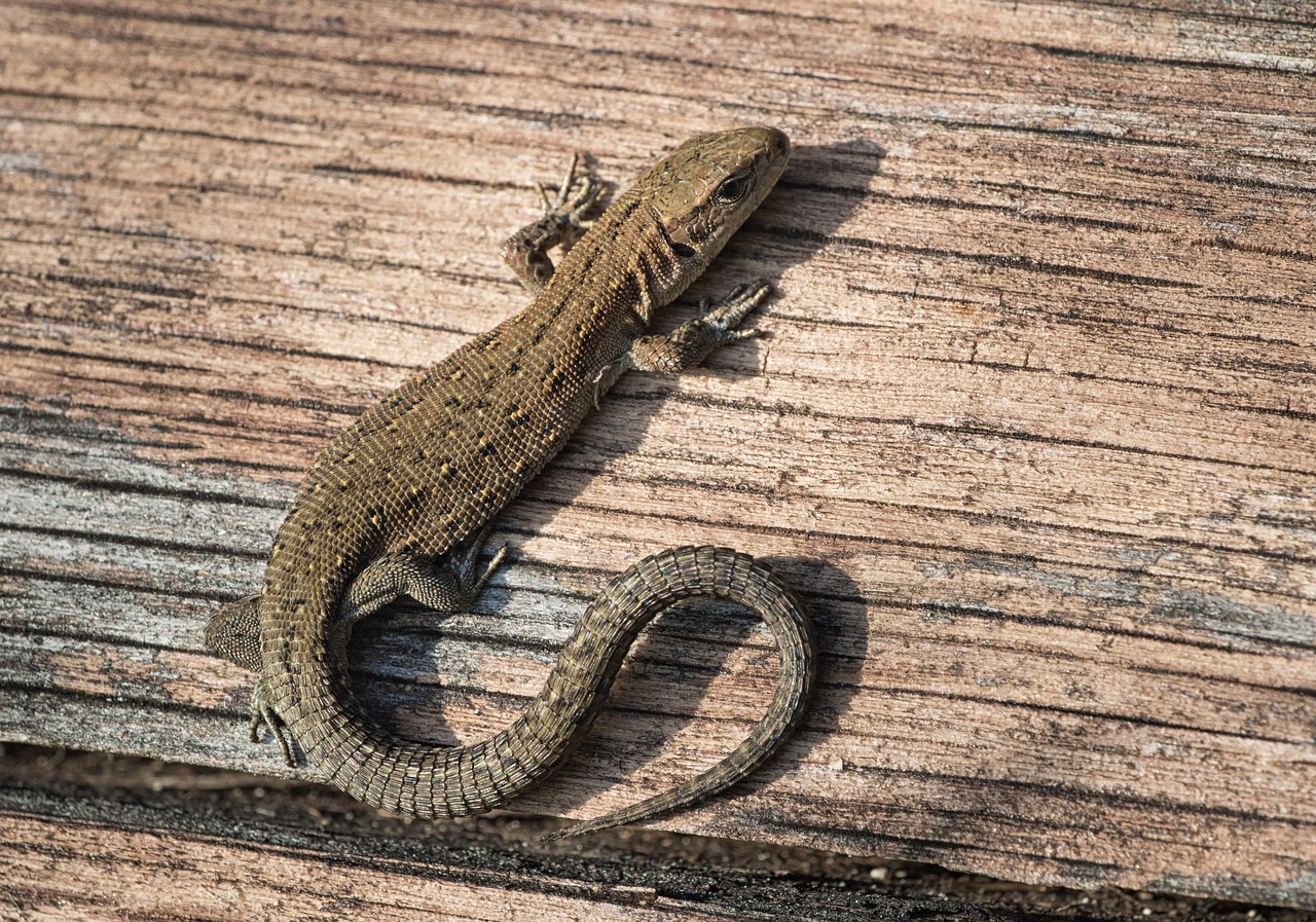 Lizard - free online jigsaw puzzle photo