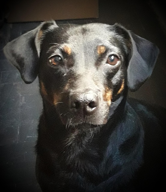 Câine, Animal, Animale De Companie