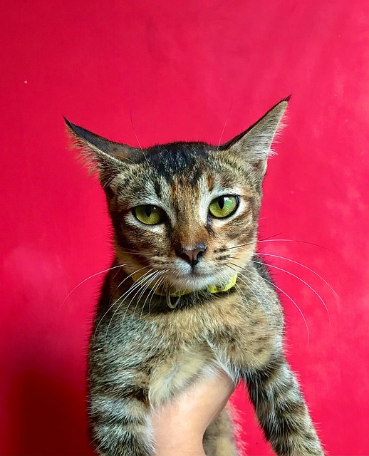 Free Cat Animal photo and picture