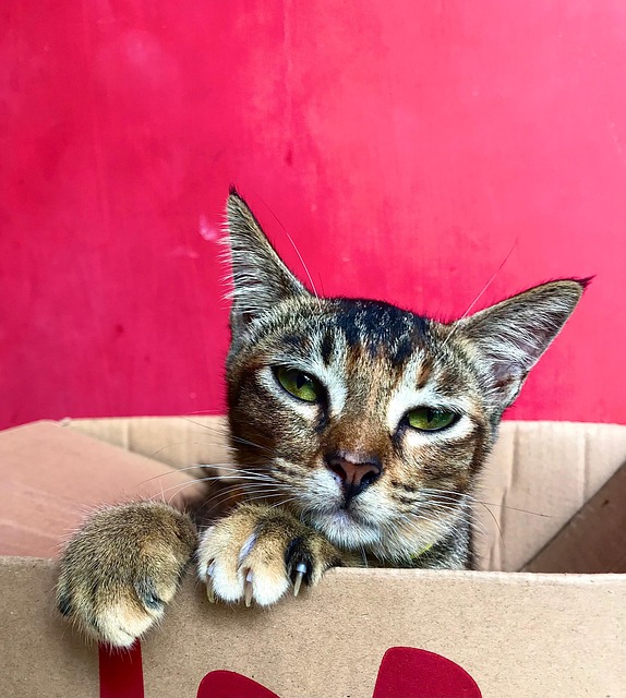 Free Cat Pet photo and picture