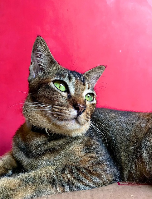 Free Cat Tabby photo and picture