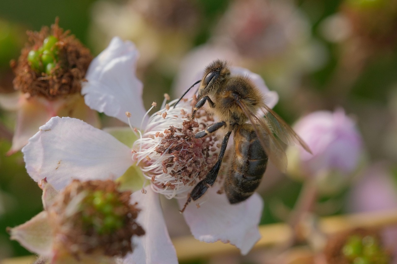 Bee Insect Macro Pink - Free photo on Pixabay - Pixabay