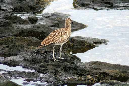 Fugl, Natur, Dyr, Curlew Whimbrel