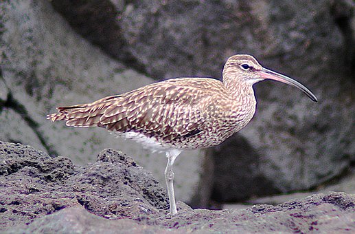 Fugl, Natur, Dyr, Curlew Whimbrel