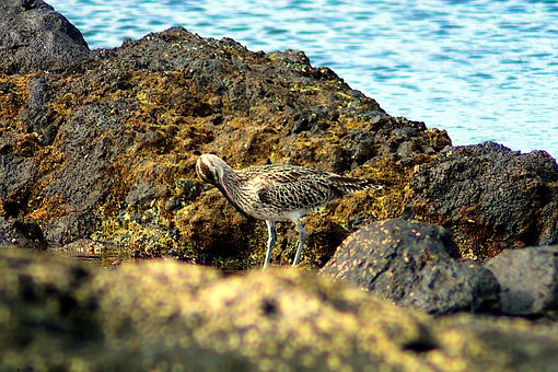 Fugl, Natur, Dyr, Curlew Whimbrel