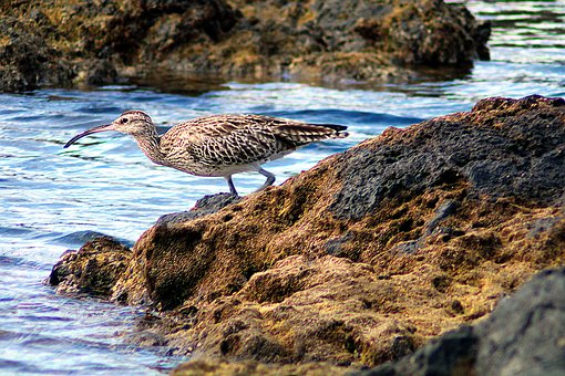 Fugl, Natur, Dyr, Curlew Whimbrel