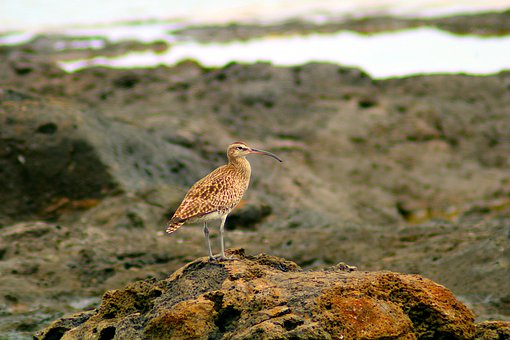 Pássaro, Natureza, Animal