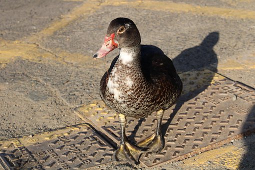 Fugl, Natur, Dyr, Duck, And, Vannfugl
