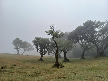 Free Madeira Fanal Forest photo and picture