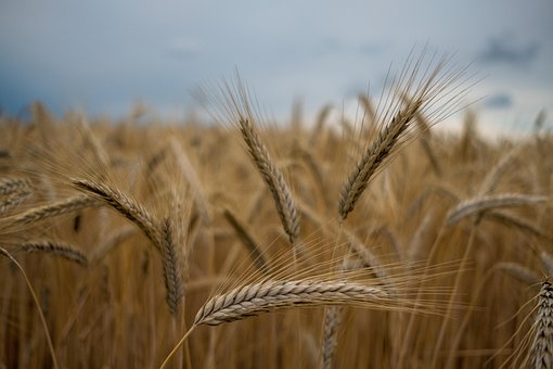 Campo De Trigo, Espigas De Trigo