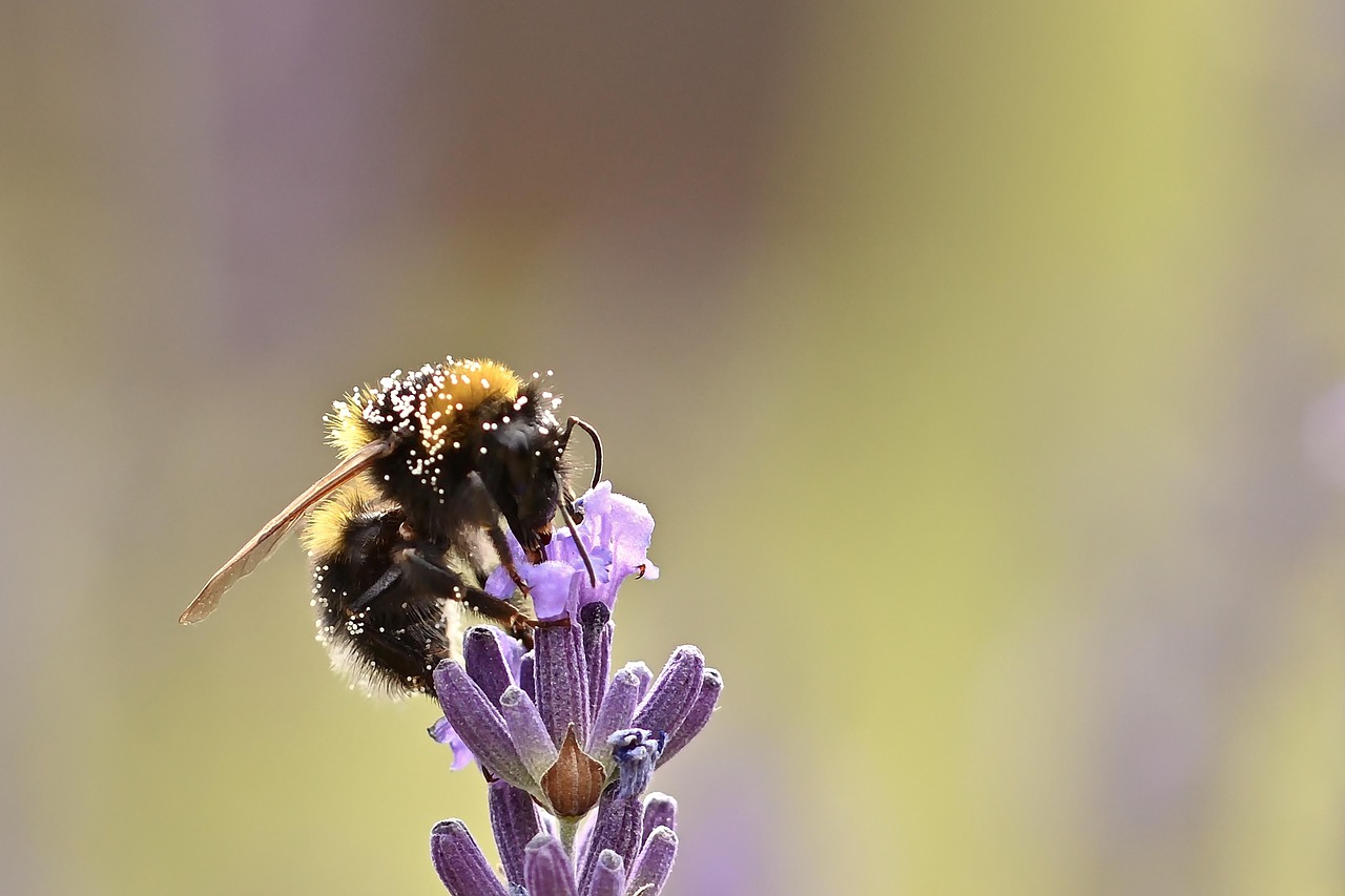 Bumblebee Lavender Pollination - Free photo on Pixabay - Pixabay
