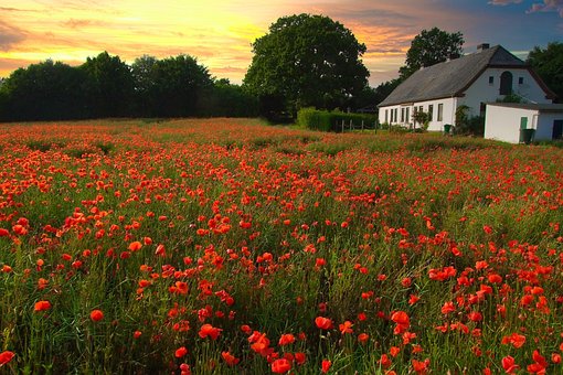 Free Poppies Flowers photo and picture
