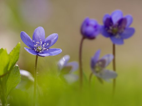 Lebermoose, Schöne Blumen, Lilane Blumen