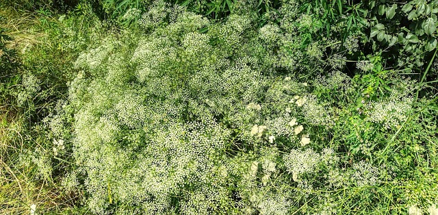 Free Summer Nature photo and picture