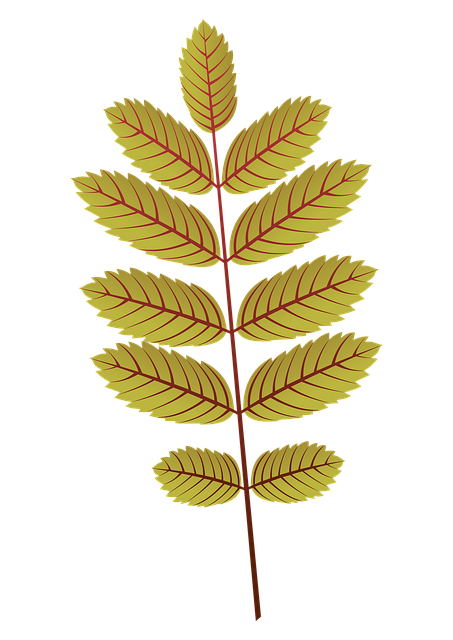 Frunze De Toamna, Frunze, Frunze Galbene