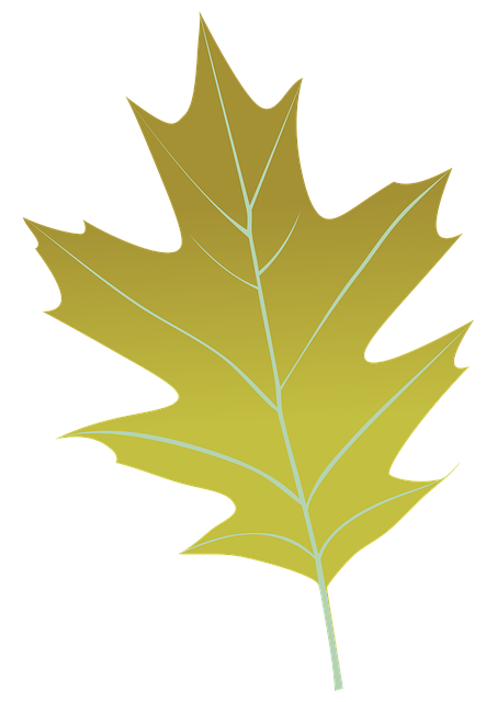 Frunze De Toamna, Frunze, Frunza Verde