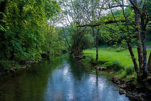 Río, Árboles, Bosque, Verde, Agua
