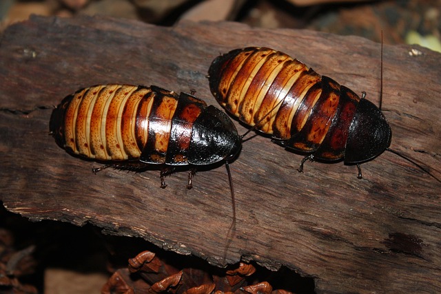Free Cockroach Natural photo and picture
