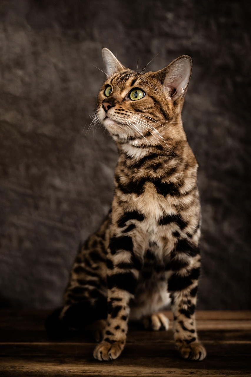 Bengal Cat Wallpaper Backgrounds