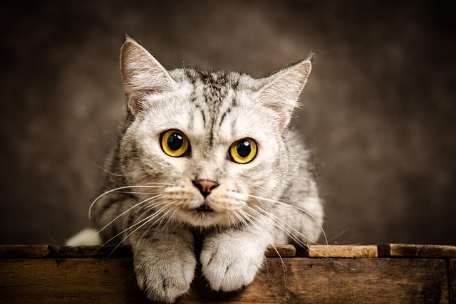 Free Cat Animal photo and picture