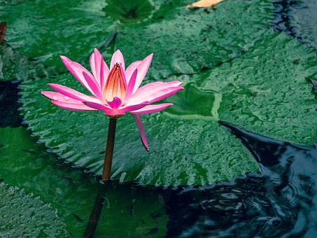 Free Flower Lotus photo and picture