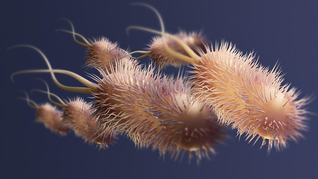7 Kostnadsfria Bilder Med Bacill Och Baciller Pixabay 7 Kostnadsfria Bilder Med Bacill Och Baciller Pixabay
