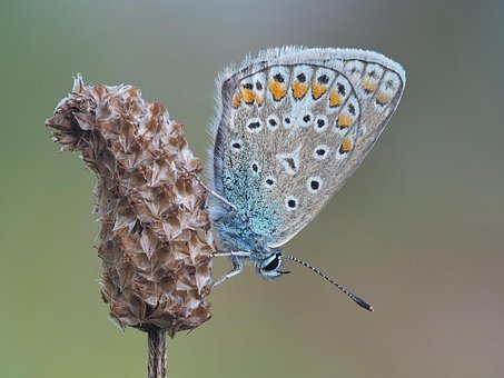 Schmetterling, Polyommatus Icarus