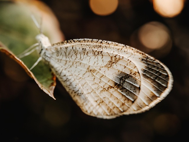 Fluture, Natura, Viata Salbatica