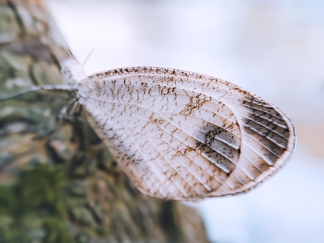 Fluture, Natura, Viata Salbatica