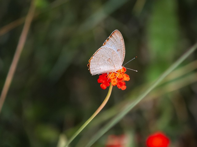 Fluture, Natura, Viata Salbatica