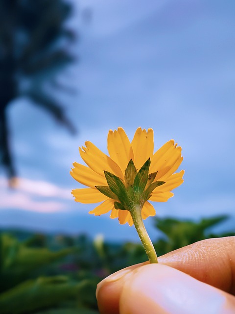 Floare, Natura, Botanic, A Inflori