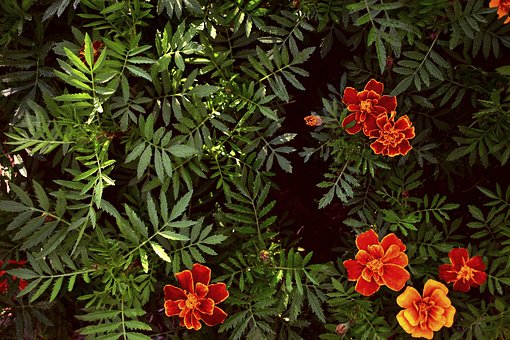 Maravilla, Flores, Plantas, Sale De
