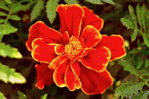 Maravilla, Flor, Planta, Pétalos, Bloom