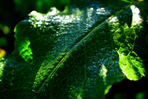 Hoja, Planta, Rocío, Gotas, Naturaleza