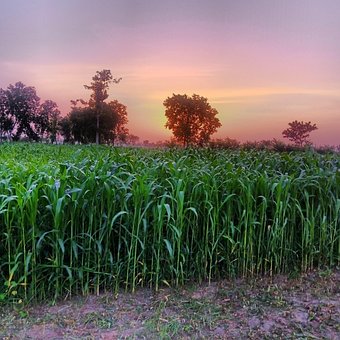 Free Sunset Fields photo and picture