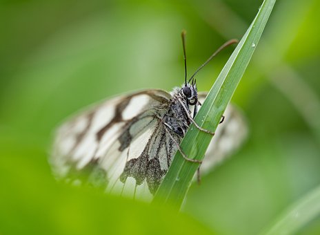 Weiß Marmoriert, Schmetterling