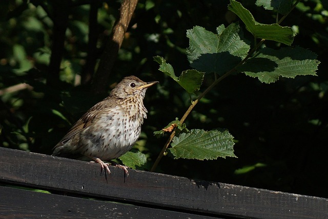 Free Bird Thrush photo and picture