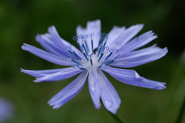 Free Chicory Flower photo and picture