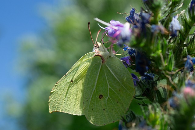 Free Butterfly Lemons Of Lemons photo and picture