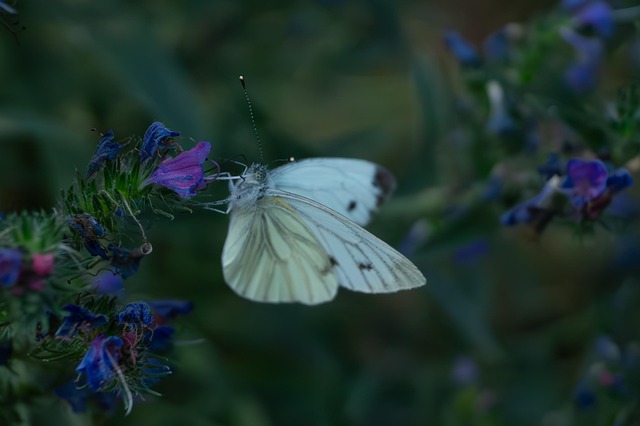 Free Butterfly Bielinek photo and picture