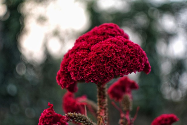 Free Celosia Cockscomb photo and picture