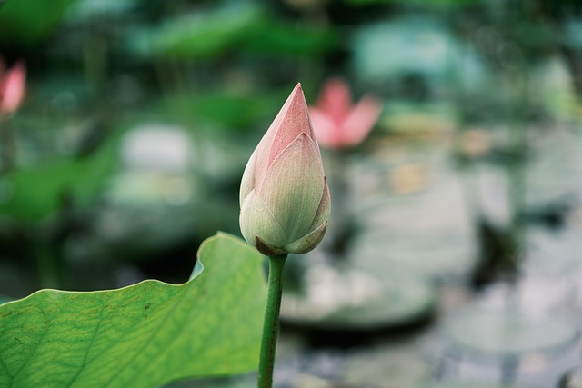Lotus, Blomst, Natur