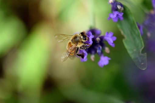 Free Lavender Bee photo and picture