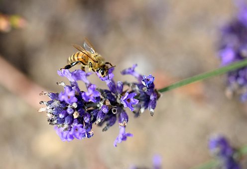 Free Lavender Bee photo and picture