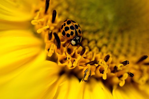 Free Yellow Flower Beetle photo and picture