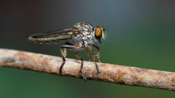 Røverflue, Leiemorder Fly, Insekt