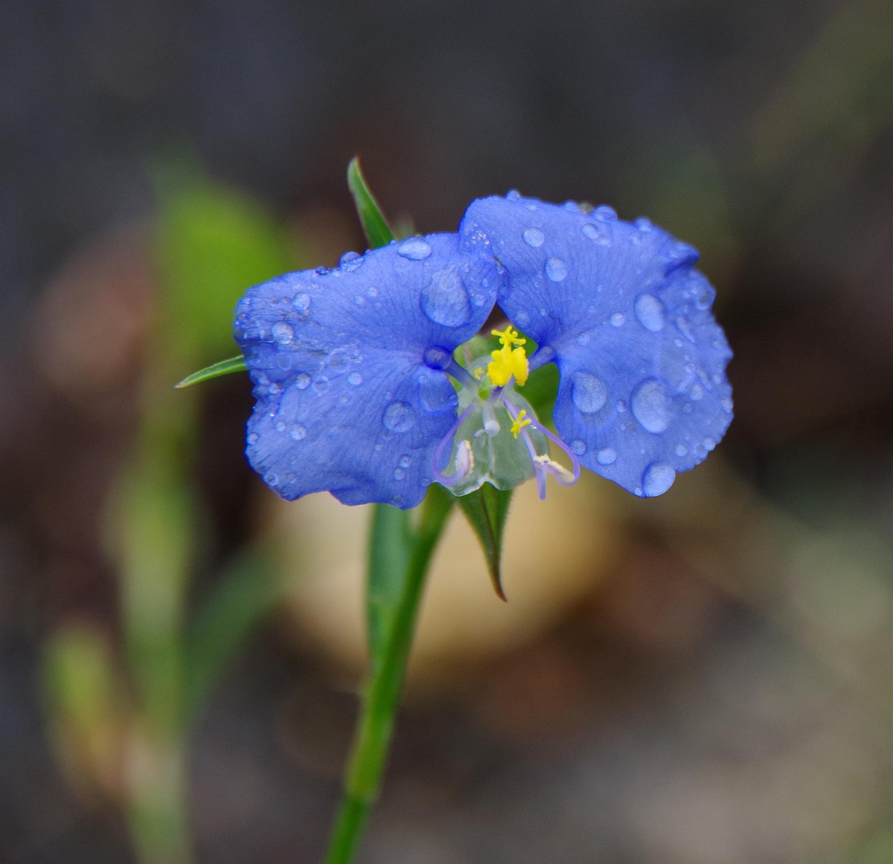 wildflower-flower-bloom-free-photo-on-pixabay-pixabay